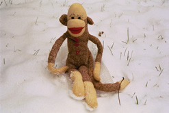 Sock Monkey Fun! Monkeys in the Wild
